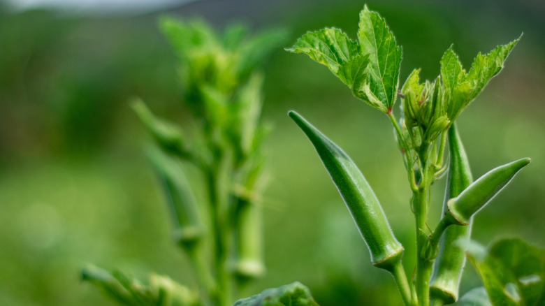 Okra growing on plants