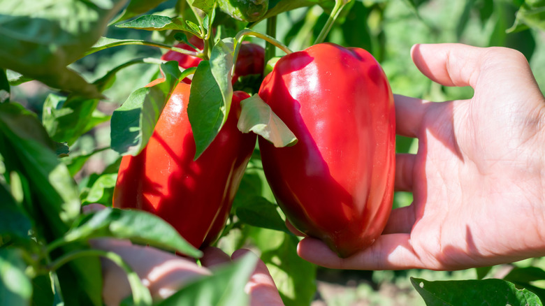 Gardener holding red pepper on plant in garden