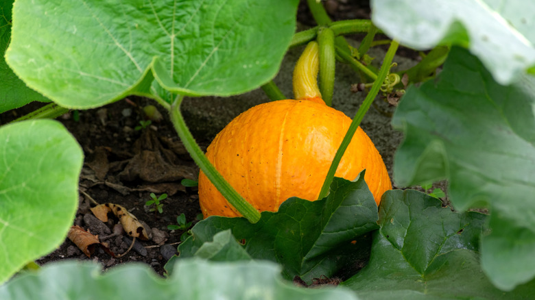 Pumpkin growing on vine