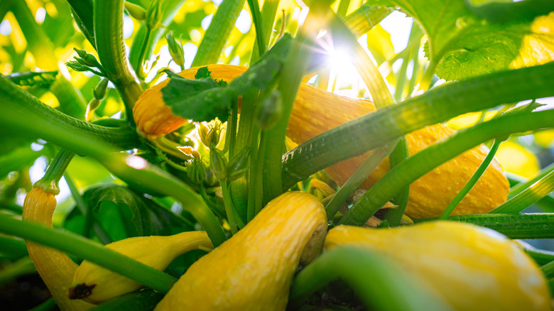 Crookneck squash growing on plant with sun shining