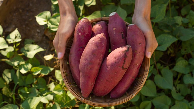 Gardener's hands holding basket of sweet potatoes