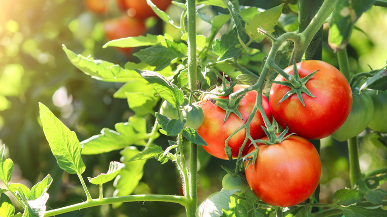 Ripe tomatoes on vine in sunny garden