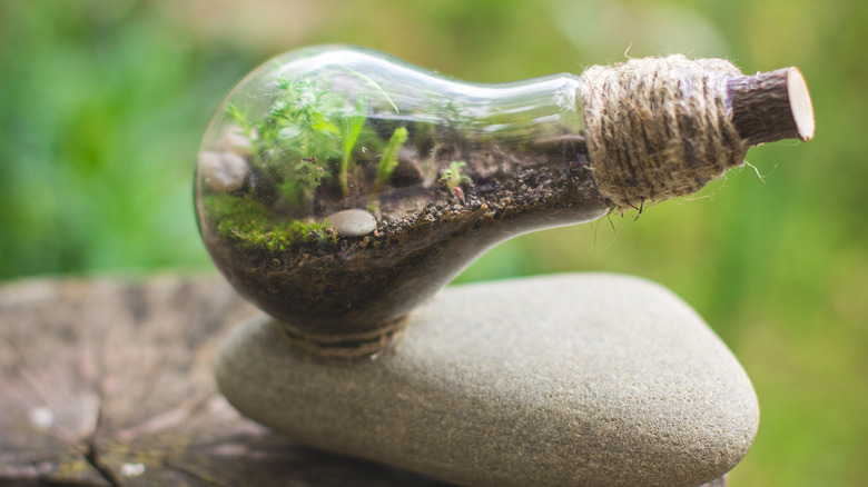 light bulb terrarium sitting on a rock