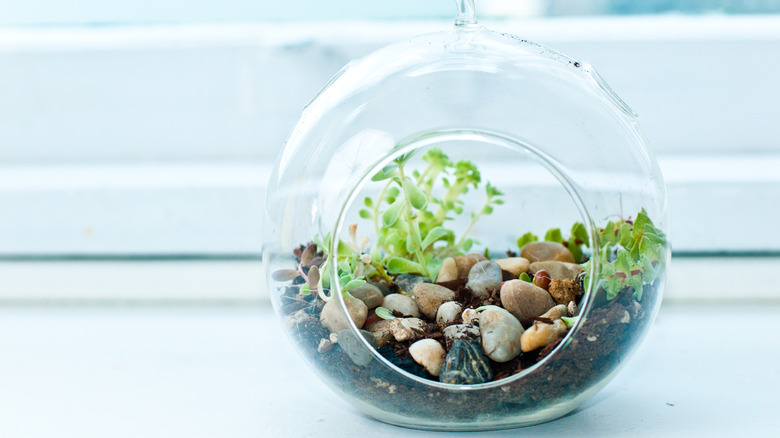 miniature rock garden terrarium
