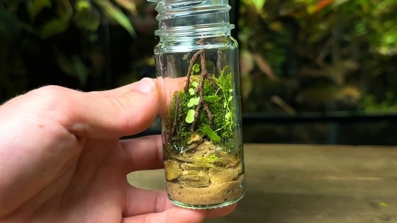 Saltshaker terrarium