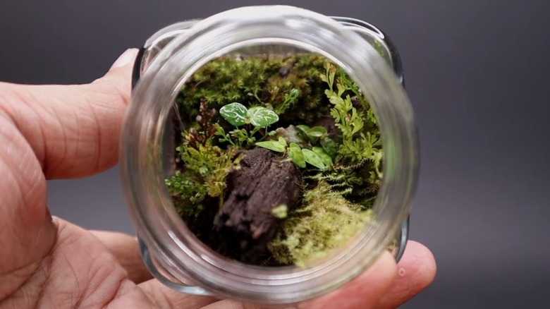 man holding a small food jar used to make a terrarium