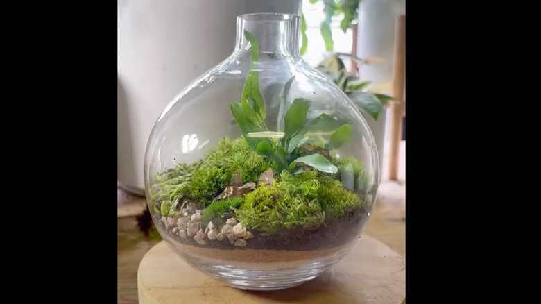 A bud vase terrarium