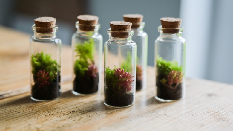small spice jar terrariums
