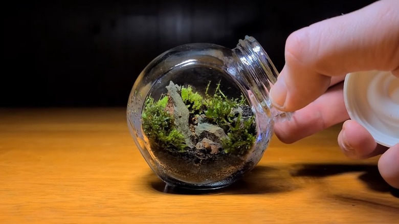 terrarium out of dollar tree candy jar