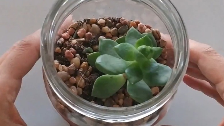 8oz wide mouth ball jars used to make a terrarium