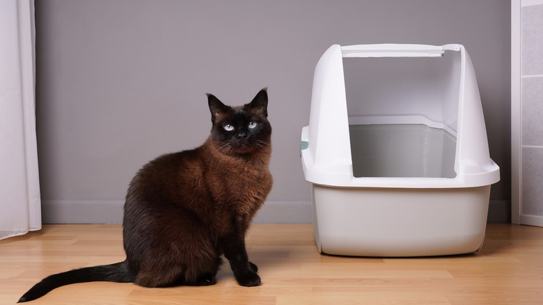 cat with litter box