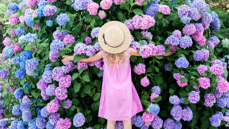 young girl with hydrangea bush