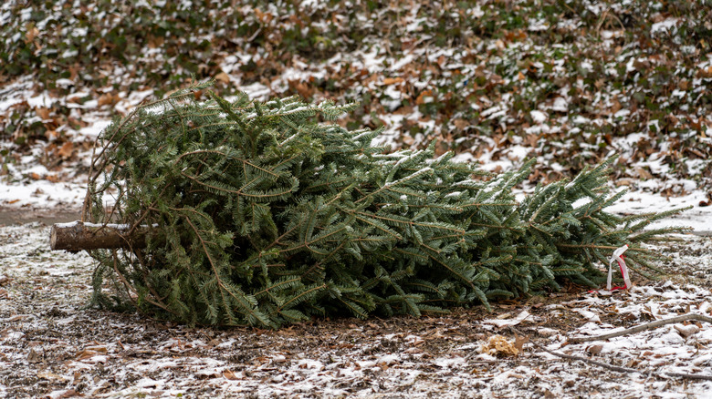 Old Christmas tree on the curb