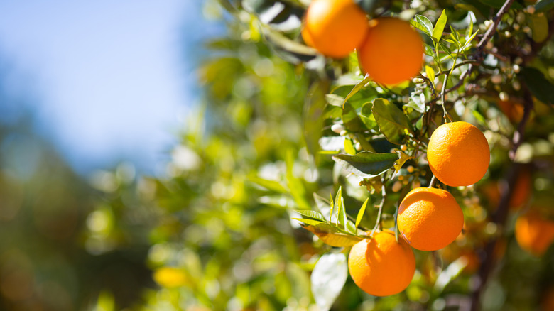 Orange tree in the sun