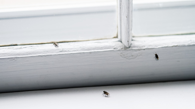 Closeup of flies on a windowsill