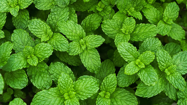 Closeup of mint leaves