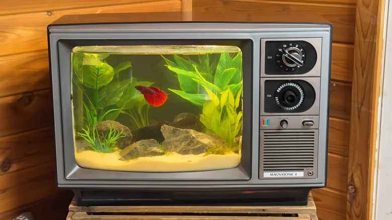 Small Magnasonic TV set turned into an aquarium, a red-purple betta floating in the water