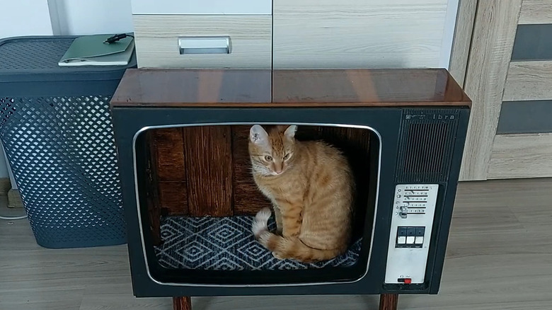 Striped orange cat sits in a large wooden cat house made from an old TV on wooden legs