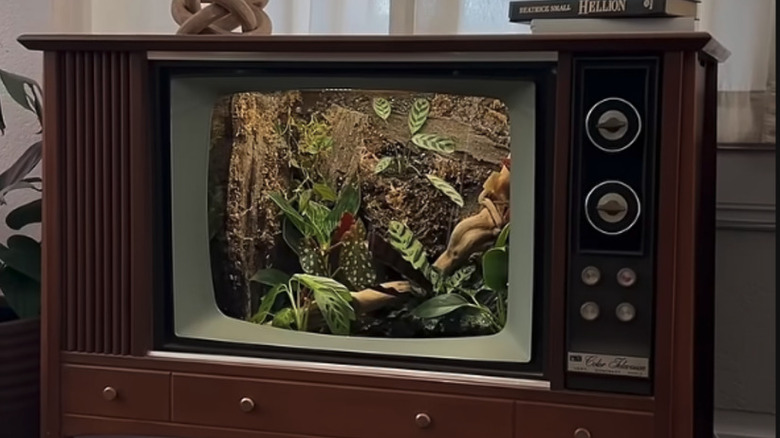 Terrarium made out of a large free-standing TV with a wood shell, two books and decor on top of it