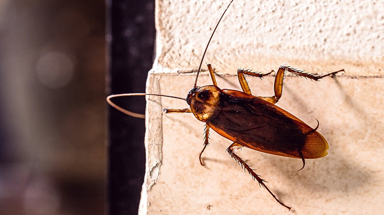 cockroach walking on wall
