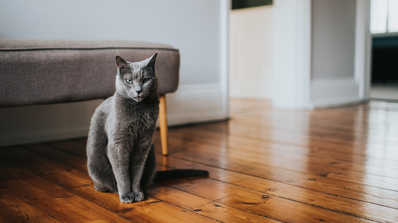 gorgeous grey cat sitting on waxed wood floor with bench behind it