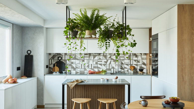 Plants hanging in kitchen