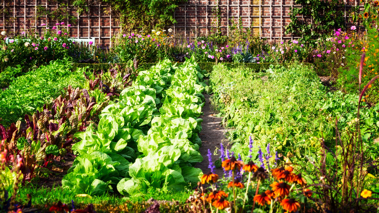 Thriving backyard garden