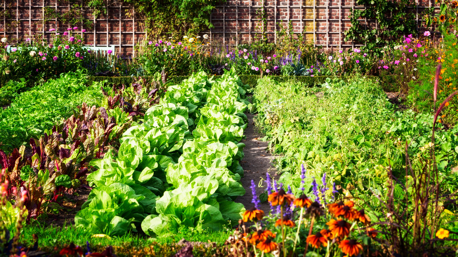 Image of Vegetable garden with healthy plants