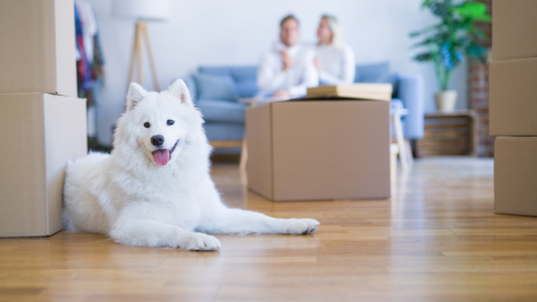white dog near moving boxes