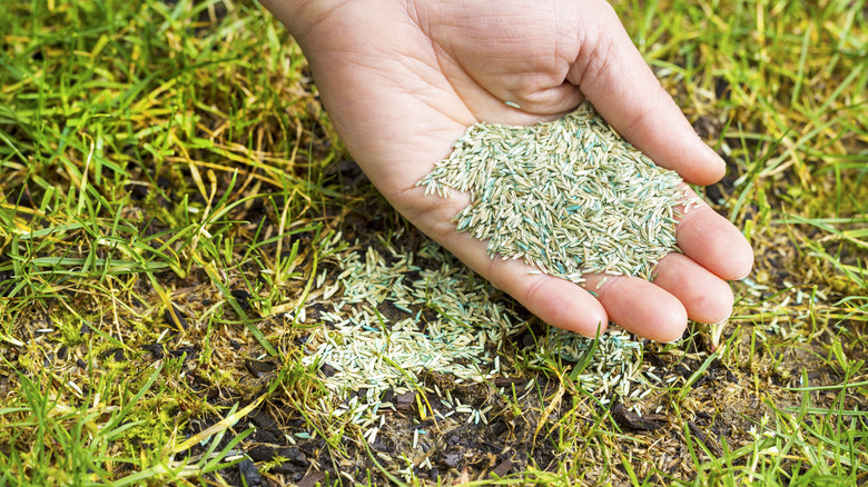 hand holding grass seed