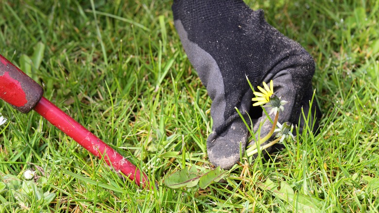 weeding dandelion with tool