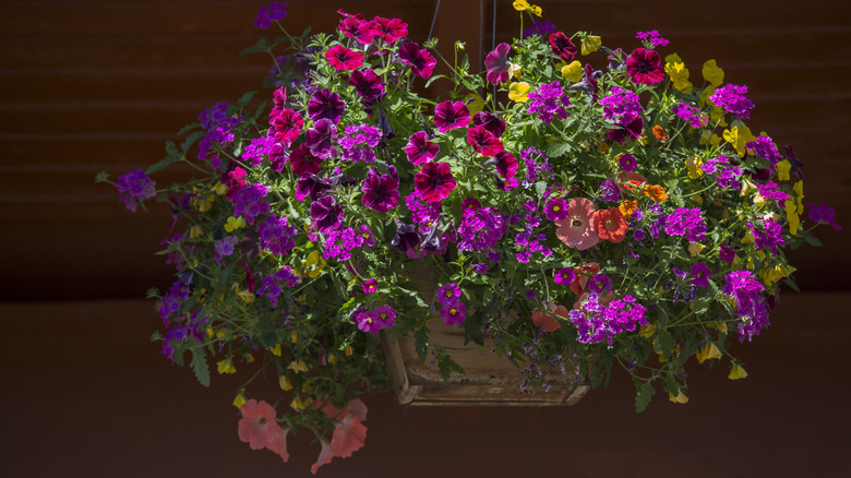 hanging basket with trailing flowers