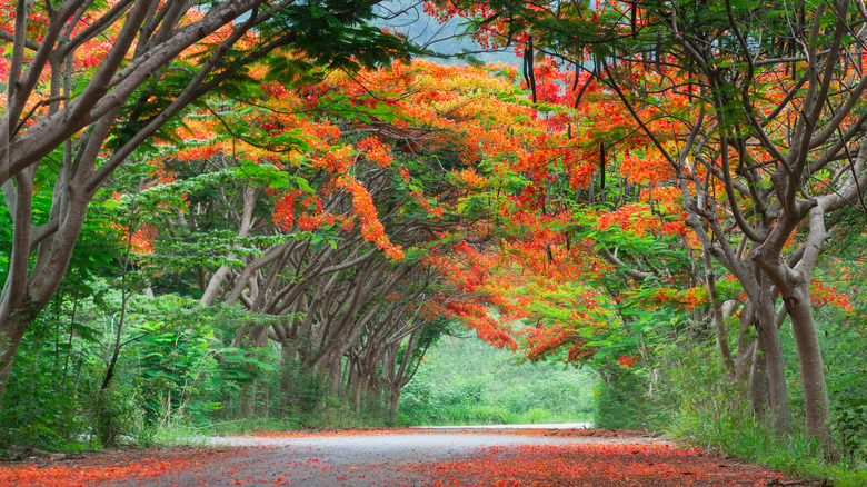 Royal Poinciana in autmn