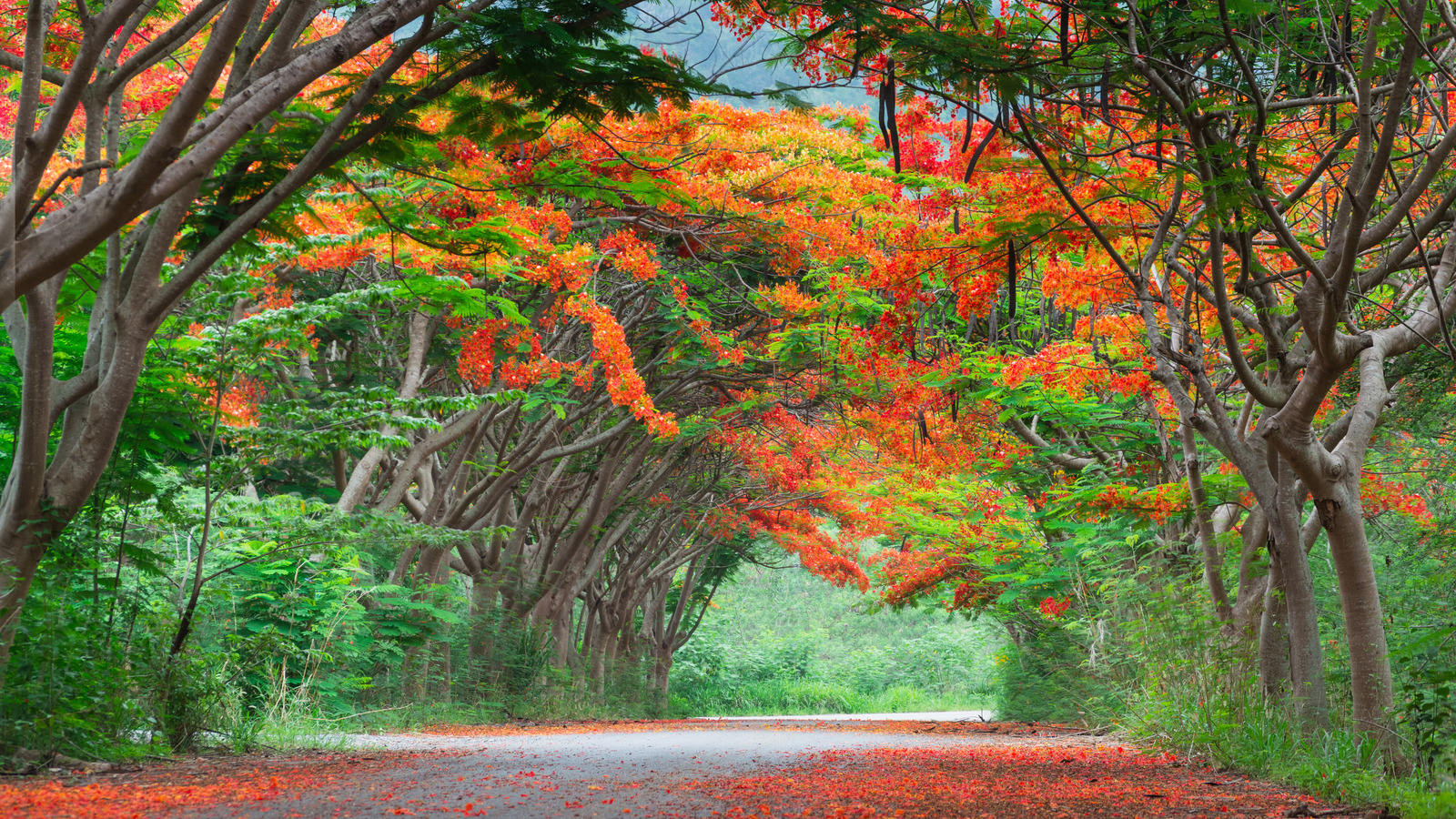 Incredible Compilation of Over 999 Orange Flower Images: Full 4K Orange ...