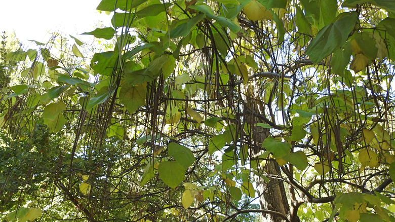 Catalpa tree with seed pods