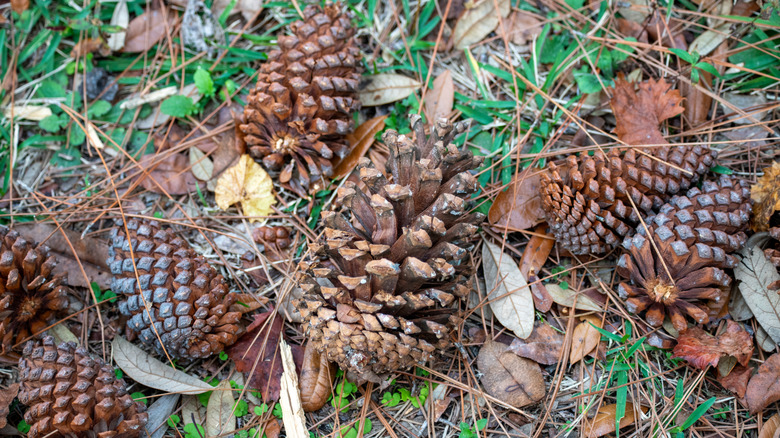 Fallen pine cones and needles in yard