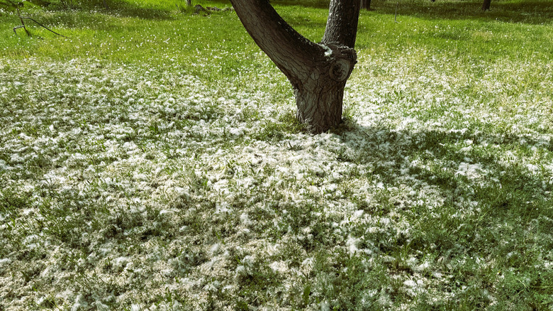 Fallen "fluff" from cottonwood tree on grass