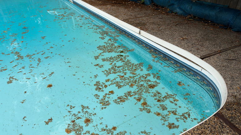 Swimming pool with leaf litter