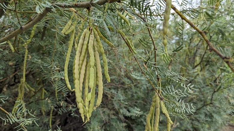 Mesquite tree with seed pods