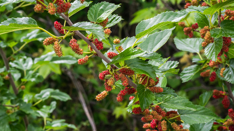 Limb of mulberry tree with fruit