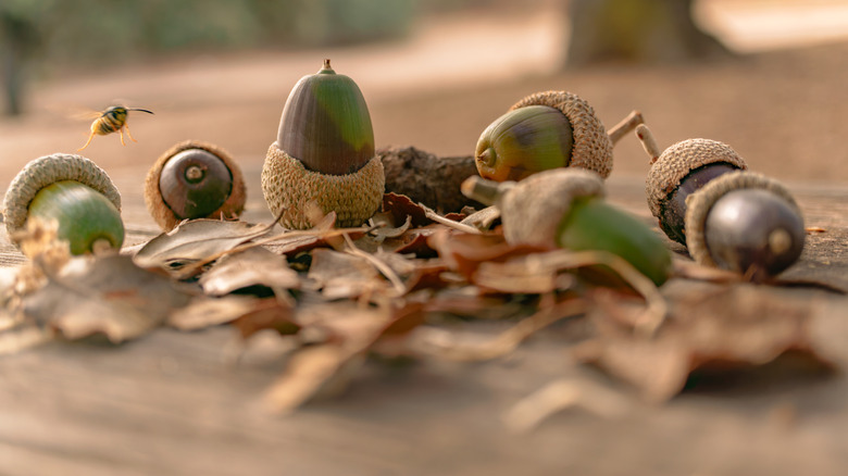 Oak leaves and acorns on deck