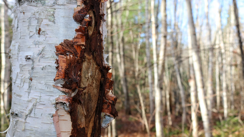 Paper birch tree in forest
