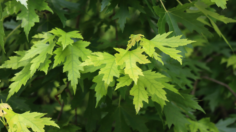 Silver maple tree in summer