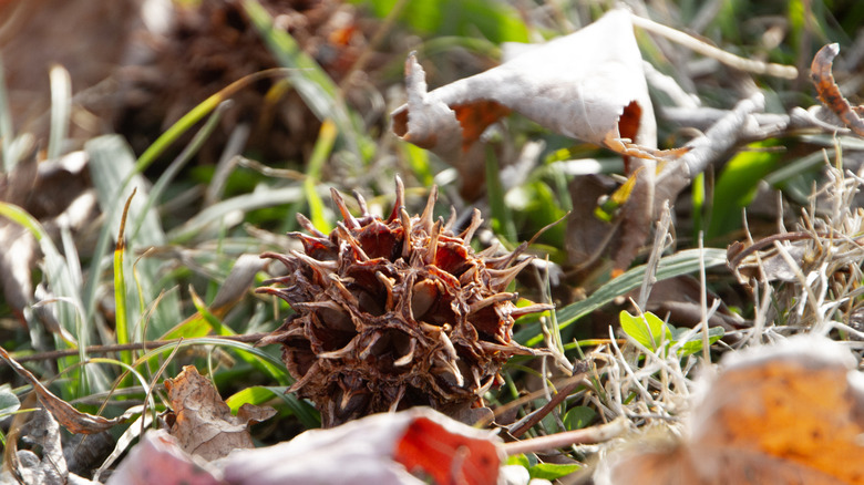 Sweet gum tree pod on ground with leaves
