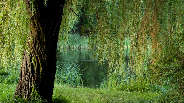 Mature weeping willow tree beside pond