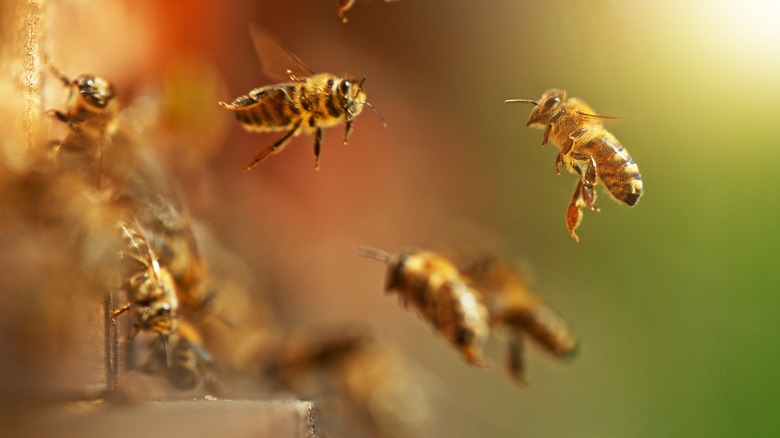 Bees flying around