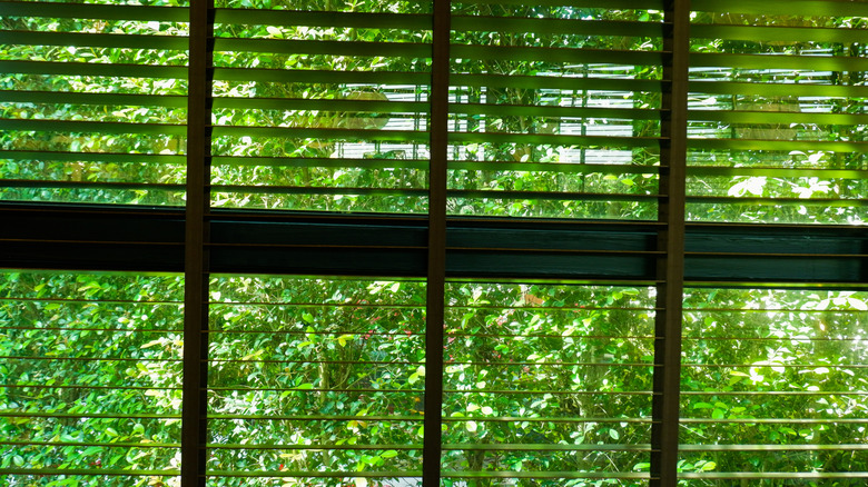 Black Venetian blinds hanging in a window with lots of green foliage outside