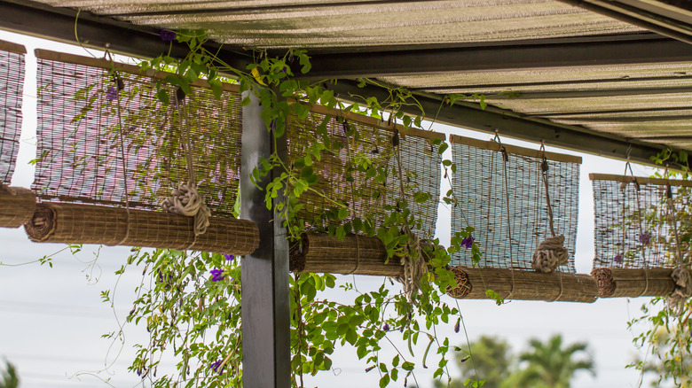 Woven bamboo blinds hanging along the inside of a porch with greenery and flowers growing up