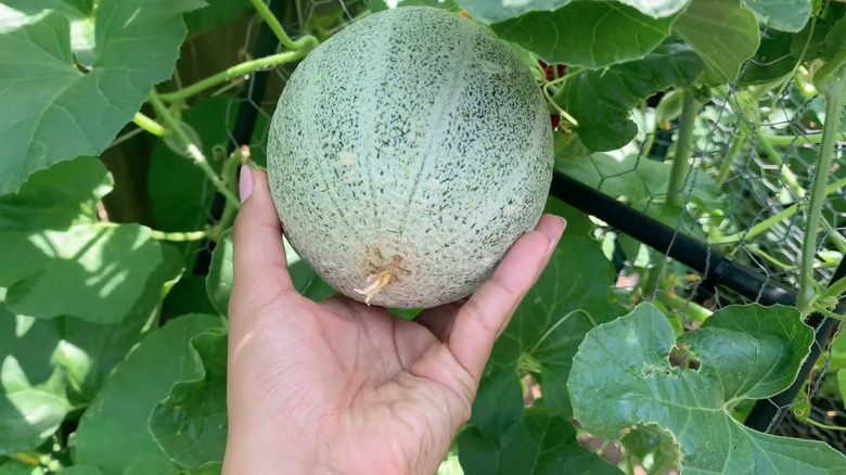 person holding Hale's Best cantaloupe