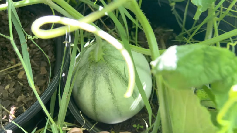 small growing Hara Madhu cantaloupe